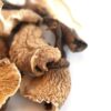 Native Forest Organic Mushrooms - Mushrooms Near Me Canada