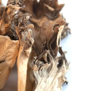 Maitake Mushrooms - Buy Shrooms Canada