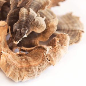 Turkey Tail Mushroom​ - Mushrooms Store Near Me
